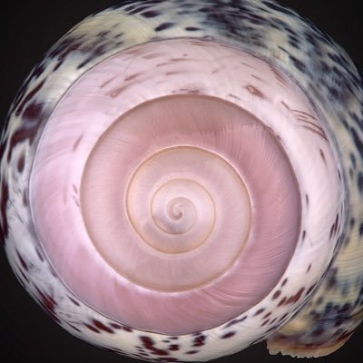 xgsthetic's profile picture. 