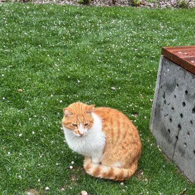 Ttearaiii's profile picture. 