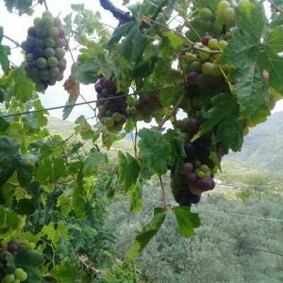 TEngali318's profile picture. 