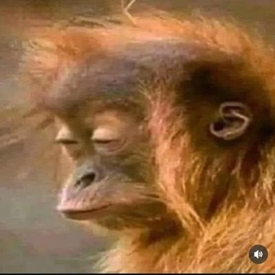 RashiRoll's profile picture. 