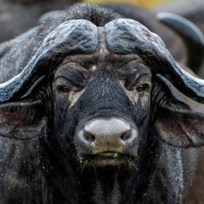 mjukuujunior's profile picture. 🇰🇪 True Kenyan Patriot and a  Manchester United Forever Die-Hard Fan