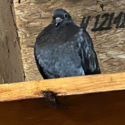 L_M_R_23's profile picture. Doesn't matter what for; but I just voted.