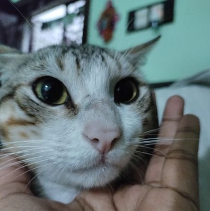 li_swarna's profile picture. Dermatology resident | Powered by coffee, cats, and music | Obsessive pet mom | Soft heart navigating a loud world