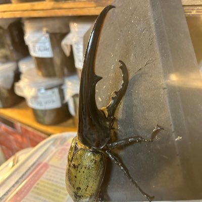 Sphera2024's profile picture. DHヘラクレス  ネプチューン  他エクアなど 楽しみながらブリードしています。 無言フォロー失礼します 宜しくお願い致します。