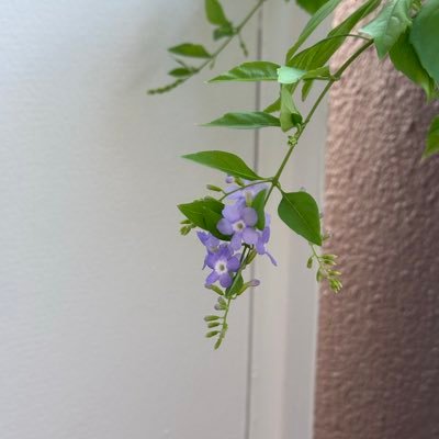 nuemarita23's profile picture. 元アカウントが乗っ取られたのでとりあえず避難中。元アカでフォローしていた方を急遽フォローしています。無言フォローお許しください。