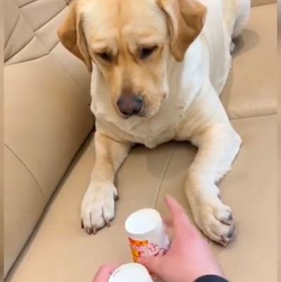 voice1255239's profile picture. I'm not a fool (Parody account)