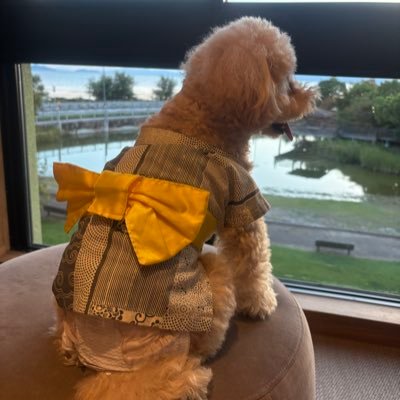 1LvXYFUYUs7390's profile picture. ただのおばちゃんの犬好きです　　　　  歳の事は忘れ，今を楽しんでいます                     ほとんど呟かずいいね専門です