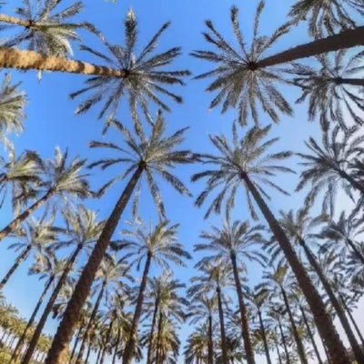 ali_altwaim's profile picture. 