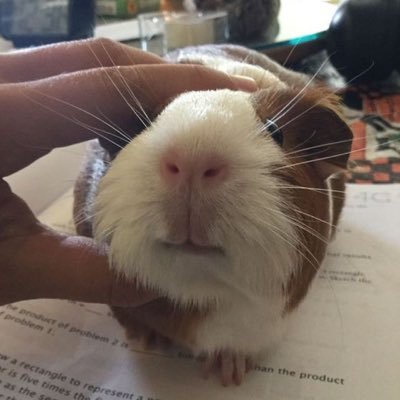 hkbhluvv's profile picture. 타인의모습이라도널찾아낼거야......