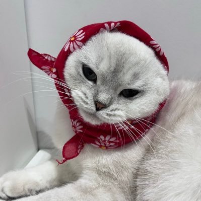 mrmrellas's profile picture. ”Pay no attention to the lady behind the curtain” 📚😻