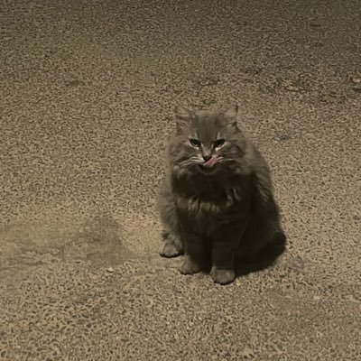 lilrodnyson's profile picture. 