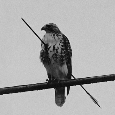 radgibbon's profile picture. what's up world