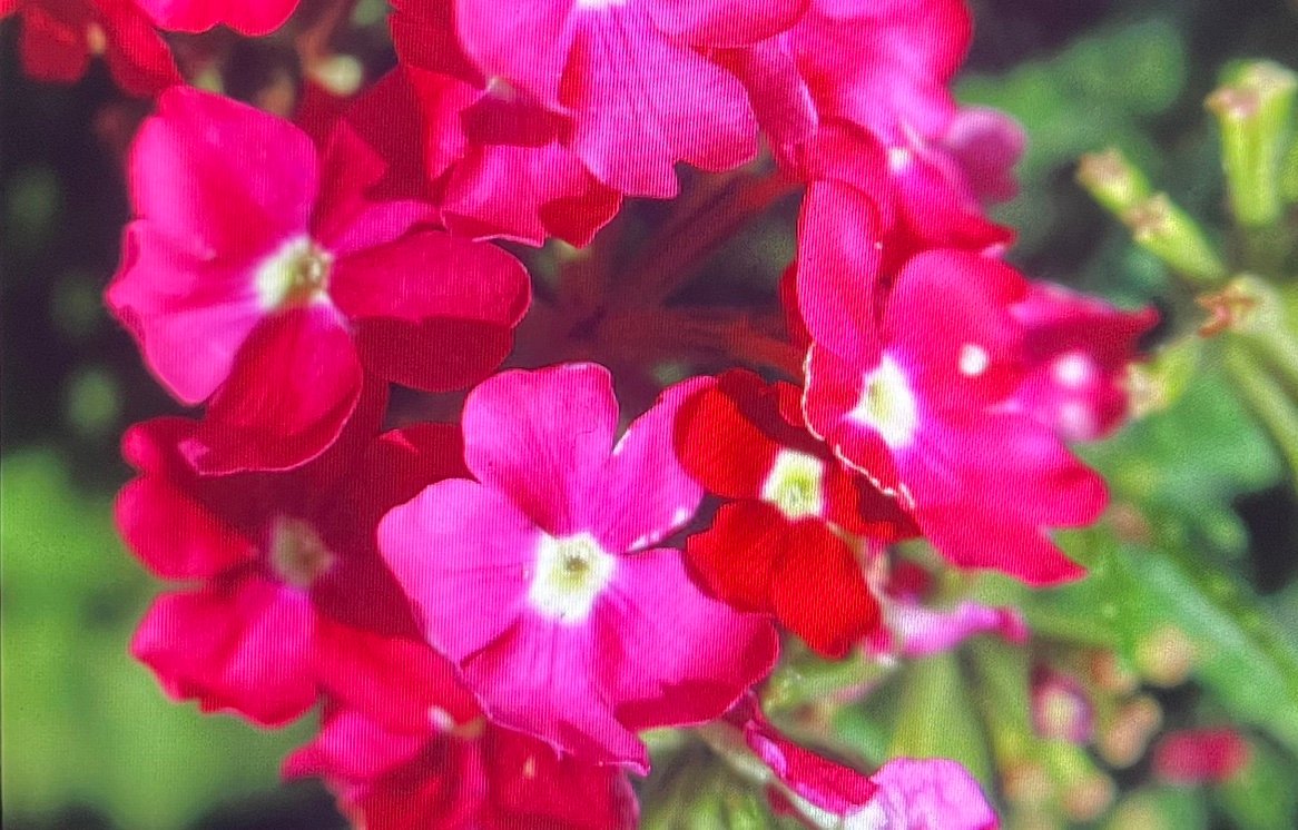 Kashwelch11's profile picture. 