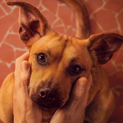 DonJaime1958's profile picture. De 👨‍⚕️🩺 a 👻😇Descubrí cómo se hacen 🧁🧁, Fina-mente
Creador del término #Illesquear
Libertador de las #Mafin
Por fin llegué a #Cielos 🌫😇
Amigo de Oda Mae