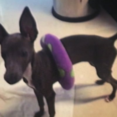 venuesyvezou's profile picture. 🌼