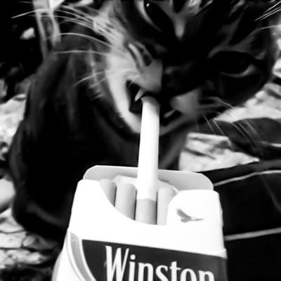 dukraima's profile picture. 🐈‍⬛