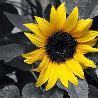 Zayaakro's profile picture. - The rose's rarest essence lives in the thorns - Rumi
☝🏿Al AHAD
🌕⭐️🌞🌻
#SquadUp