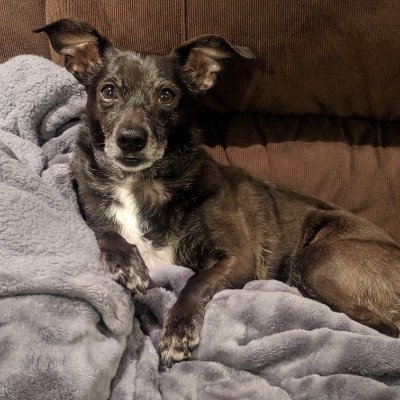 ttribone's profile picture. 