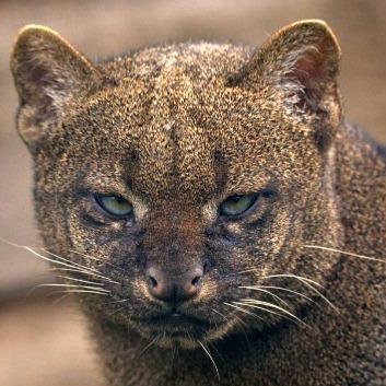 jaguarundissimo's profile picture. Fintech