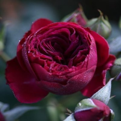 teashdhl's profile picture. 