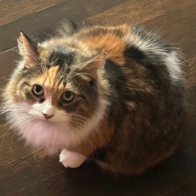 OninOrSomething's profile picture. They / Them | 🌎 #9 SSBU | @NorthwoodEsport