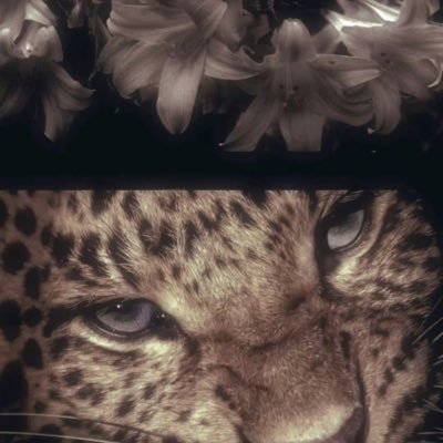 hd_issra's profile picture. 