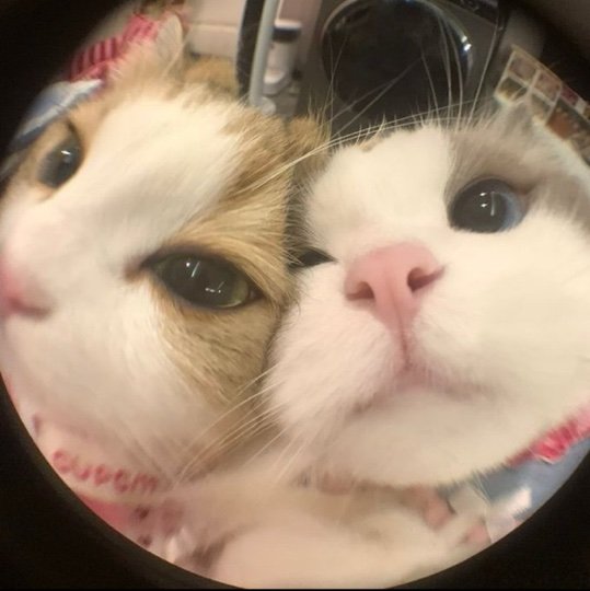 740Fry's profile picture. 