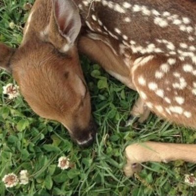 unkausedash's profile picture. 