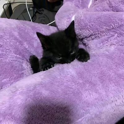 MikiaOhmy's profile picture. 