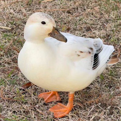 Esther08qiu's profile picture. Jesus is the Lord! Rejoice in the Lord always!