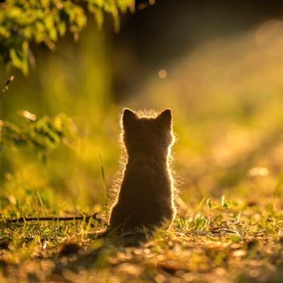 junshiwunian's profile picture. 目标：从1000美金到1000万美金，四年1万倍（2025年11月25日，开始第一天）