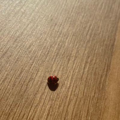 nazoliya's profile picture. 