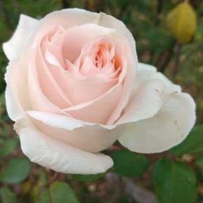 Salah825699's profile picture. 