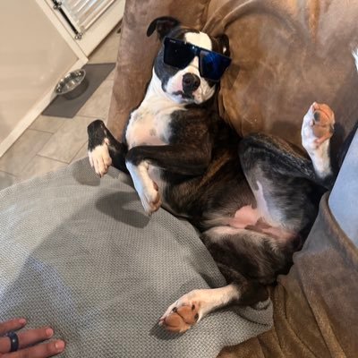 tribianidotcom's profile picture. Software Engineer