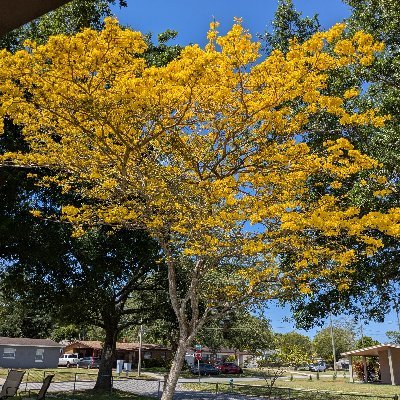 msfitsx4's profile picture. #Wife, Mom, Doggy Foster Home, Conservative, Caregiver, Parkinson's & Dementia suck and guess I'd be considered deplorable