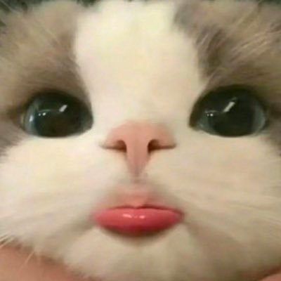 roseeecht's profile picture. From the river to the sea 🍉🍉.