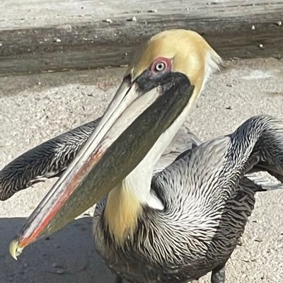 markgoodsen's profile picture. 