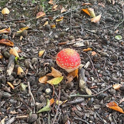 HSchmeets's profile picture. Fractiemedewerker @PvdD_EK | EK #4 | Import-Hagenaar uit Limburg | Maakte film ‘Bezuidenhout’: https://t.co/D7qTxR9vhf