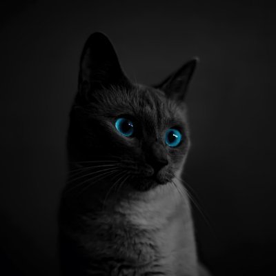 XavierToor's profile picture. 