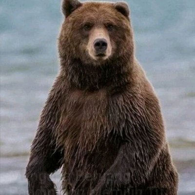 🦈Hiu 🦈 Profile