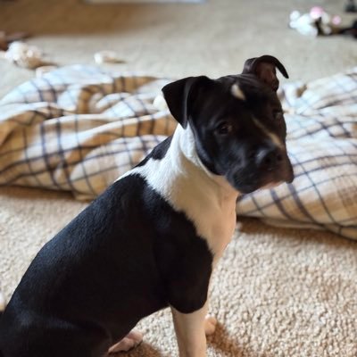 Hmollon6886's profile picture. maga patriot, married, machinist , no crypto,