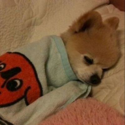 lupisubi's profile picture. 