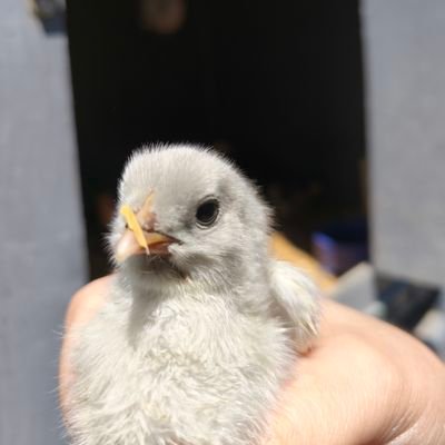 Zelihaucar12's profile picture. 