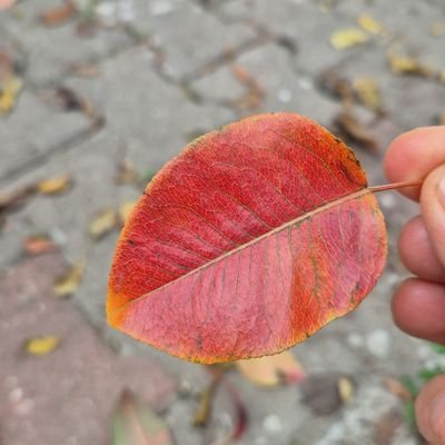 MUCAHIT56341390's profile picture. Learner English, speaking.