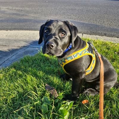 TheNoirSquad's profile picture. Dog Mum, Bookworm, Gamer and consumer of anime
Voted funniest person in the office