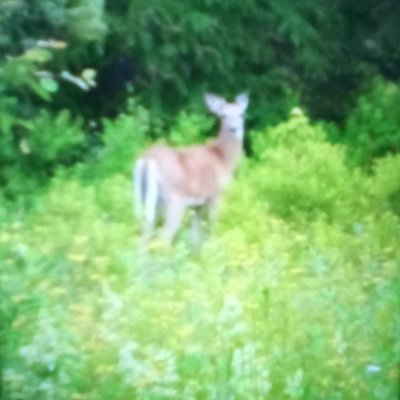 Thunderbirds369's profile picture. 