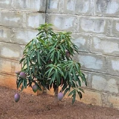 molajoofer62807's profile picture. I'm a lover of friendship, art, and the beauty of nature. My heart beats for the joy of connecting with others, creating art,⭐💫🌲🍀☘️