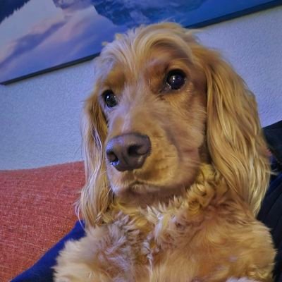 keeneyefc's profile picture. Irish blue 💙