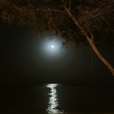 sayoor's profile picture. 