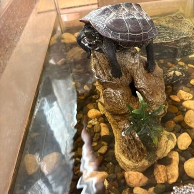 Sak4k1_'s profile picture. ショットガン1ヶ月目もうやめたい